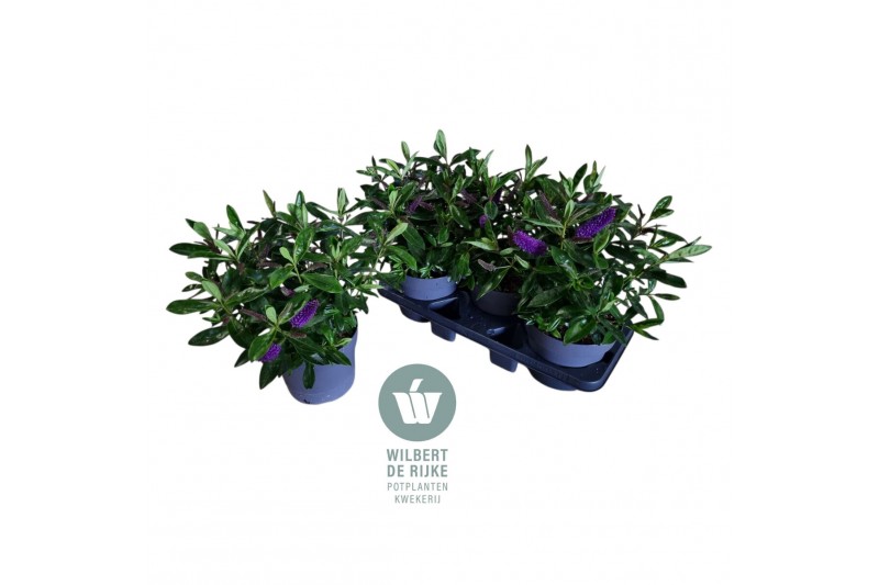 Hebe akiri light purple kiwi Queen Hebe Akiri P19 (Paars) 