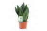 Sansevieria trifasciata black diamond