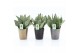 Sansevieria trifasciata black coral Sansevieria Black Coral in Infinit 