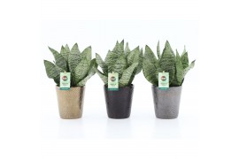 Sansevieria trifasciata black coral Sansevieria Black Coral in Infinit