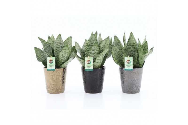 Sansevieria trifasciata black coral Sansevieria Black Coral in Infinit 