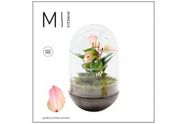 Arrangementen anthurium Karma Hotlips | Terrarium Egg