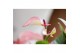 Arrangementen anthurium Karma Hotlips | Terrarium Egg 