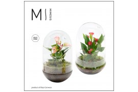 Arrangementen anthurium Karma Mix | Terrarium Nature