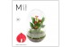 Arrangementen anthurium Karma Mix | Terrarium Nature 