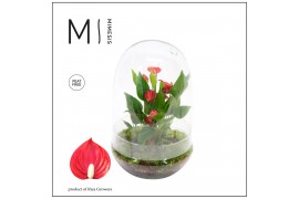 Arrangementen anthurium KARMA Million | Terrarium | Veenvrij