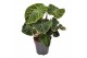 Philodendron verrucosum incensi compactum 
