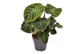 Philodendron verrucosum incensi compactum