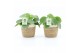 Pilea peperomioides in noah mand 