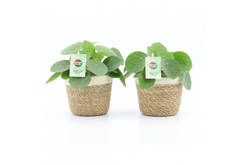 Pilea peperomioides in noah mand 