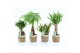 Kamerplanten mix amazone mix in noah mand 