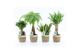 Kamerplanten mix amazone mix in noah mand