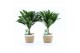 Dracaena fragr. janet craig compacta op stam in noah mand 