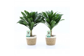 Dracaena fragr. janet craig compacta op stam in noah mand