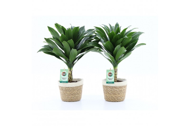 Dracaena fragr. janet craig compacta op stam in noah mand 