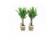 Yucca 25cm enkel stam 3+kop in noah mand 