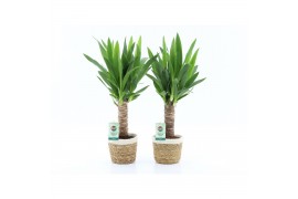 Yucca 25cm enkel stam 3+kop in noah mand