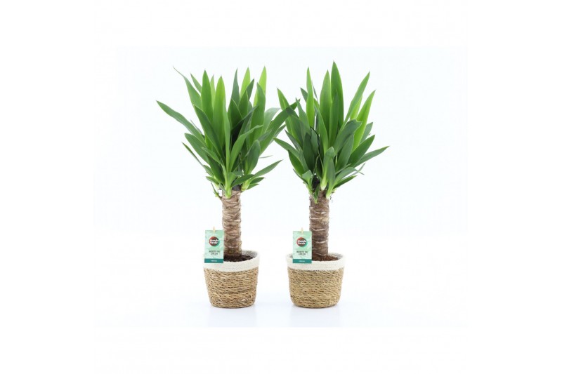 Yucca 25cm enkel stam 3+kop in noah mand 