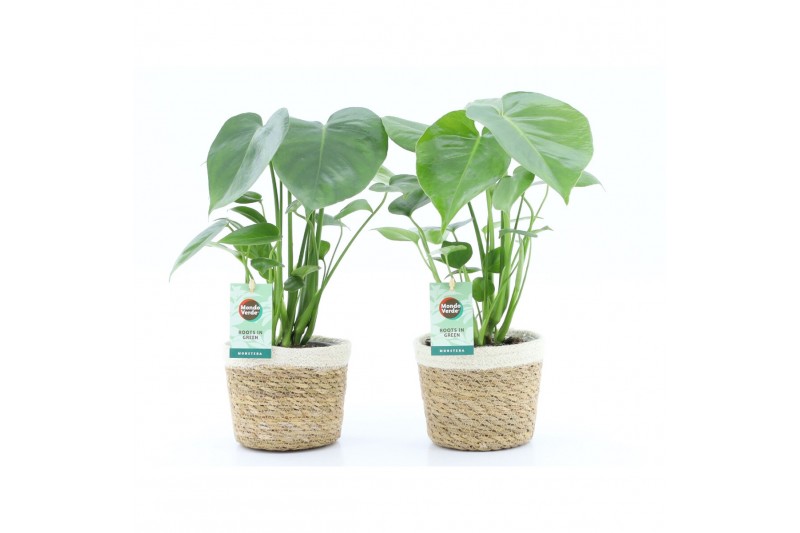 Monstera deliciosa in noah mand 