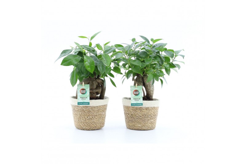 Ficus microcarpa retusa in noah mand 