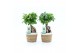 Ficus microcarpa ginseng in noah mand 