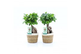 Ficus microcarpa ginseng in noah mand