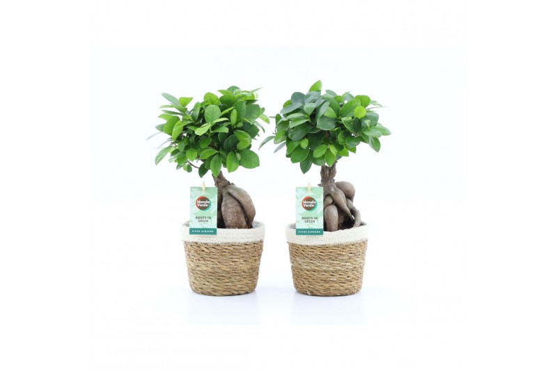 Ficus microcarpa ginseng in noah mand 