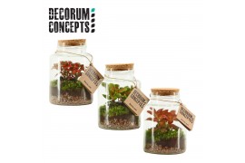 Arrangementen kamerplanten Terrarium Neptunus (Decorum Concepts)