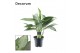Aglaonema silverado Decorum 