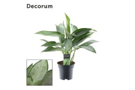 Aglaonema silverado Decorum