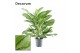 Aglaonema cleopatra Decorum 