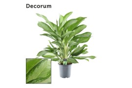 Aglaonema cleopatra Decorum