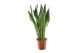 Sansevieria zeylanica 2 pp 