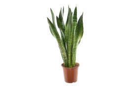 Sansevieria zeylanica 2 pp
