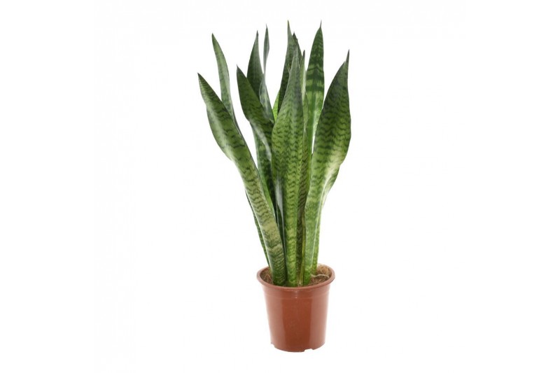 Sansevieria zeylanica 2 pp 