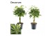Schefflera arboricola vlecht mix (gold capella & compacta) decorum 
