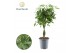 Schefflera arboricola compacta nora gevlochten stam decorum 