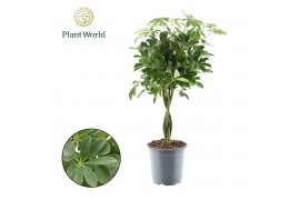 Schefflera arboricola compacta nora gevlochten stam decorum