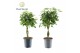 Schefflera arboricola gevlochten stam mix decorum 