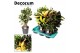 Codiaeum vertakt mix decorum 