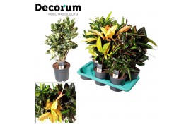 Codiaeum vertakt mix decorum
