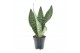 Sansevieria trifasciata larenzii 