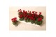 Cyclamen pers. super serie verano Cyclamen Wine Red 9 cm 