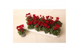 Cyclamen pers. super serie verano Cyclamen Wine Red 9 cm
