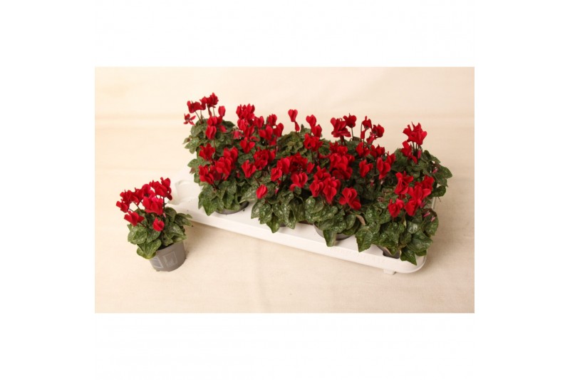 Cyclamen pers. super serie verano Cyclamen Wine Red 9 cm 