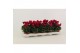 Cyclamen pers. super serie verano Cyclamen Wine Red 9 cm 