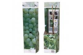 Vitis vinifera wit