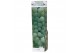 Vitis vinifera wit 