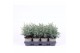 Chamaecyparis pisifera baby blue 