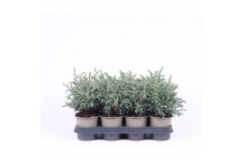 Chamaecyparis pisifera baby blue